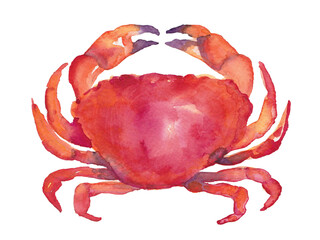 Red crab, illustration, watercolor painting, on white background