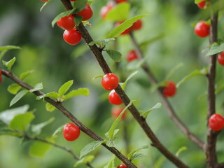 ユスラウメの赤い実