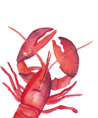 Watercolor painted lobster, food illustration, seafood, on white background
