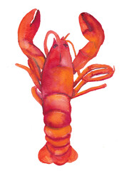 Watercolor painting of a red lobster, food illustration, on white background
