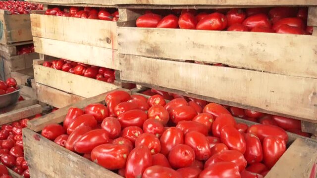 Boxes of tomatoes in latin market