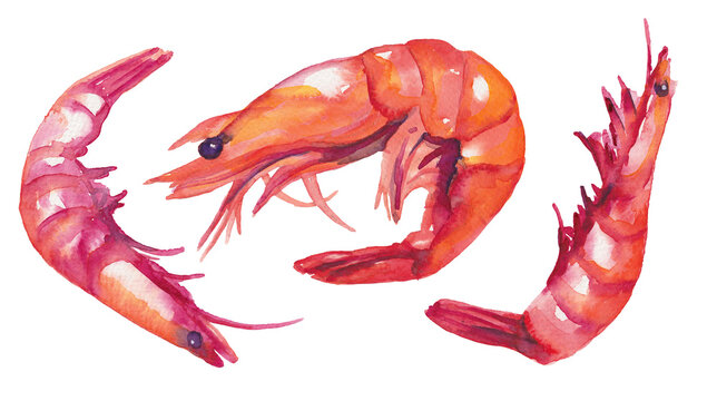 3 shrimps, painted with watercolors, on white background, seafood illustration