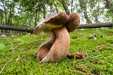 Mushrooms growing in a Japanese garden. Insects are visible.