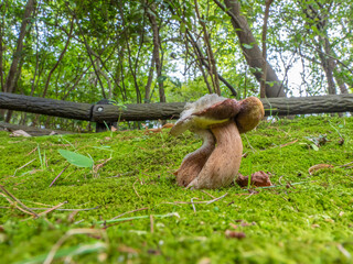 Mushrooms growing in a Japanese garden. Insects are visible.
