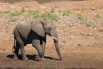 Fototapeta premium Afrikanischer Elefant / African elephant / Loxodonta africana