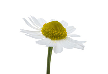 medical chamomile isolated