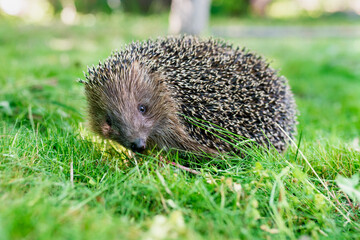 Close up of Hedgehog on green grass.