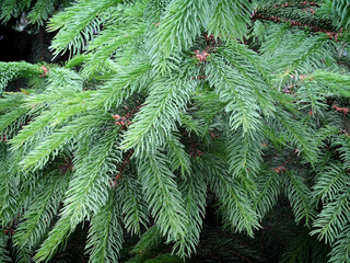Young branches of blue spruce.