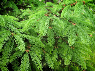 Young branches of green spruce.