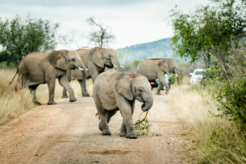 Elephant in the Pilansberg nature reserve crossing a road with cars in the background. 