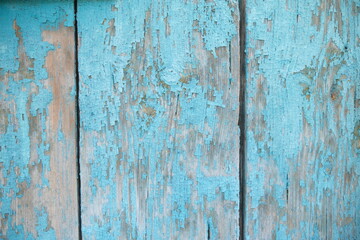 Fototapeta na wymiar wooden texture. the old paint is scuffed. Turquoise color. Board. Painted timber. Vertical boards.