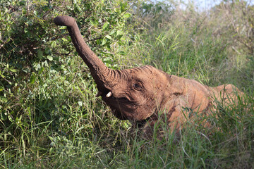 Obraz premium Afrikanischer Elefant / African elephant / Loxodonta africana..