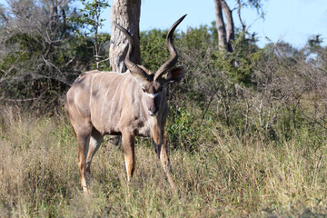 Großer Kudu / Greater kudu / Tragelaphus strepsiceros.