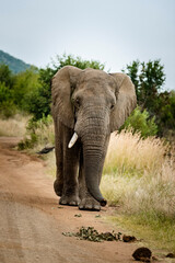 Fototapeta na wymiar Elephant in the Pilansberg nature reserve crossing a road with cars in the background. 