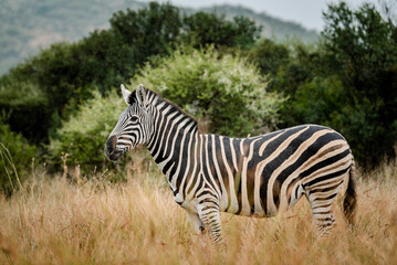 Fototapeta na wymiar A Zebra in the Pilansberg nature reserve in South Africa