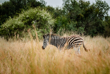 A baby zebra in the Pilansberg nature reserve in South Africa