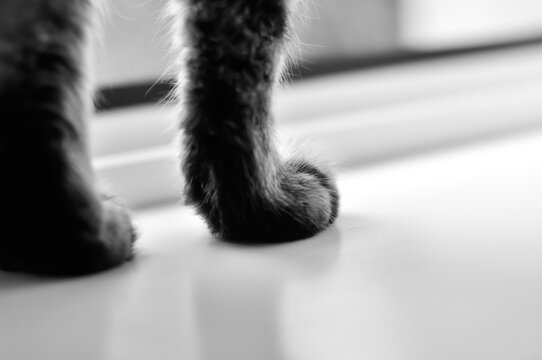 Fluffy paws of a cat. Black and white photo