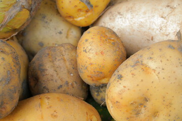 新鮮で健康的な美味しそうな丸いジャガイモ
