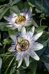 Passiflora caerulea 'White Lightning' hybrid passion flower