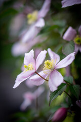 pink and white flowers