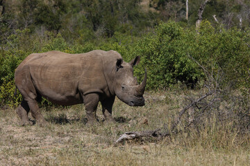 Fototapeta premium Breitmaulnashorn / Square-lipped rhinoceros / Ceratotherium Simum