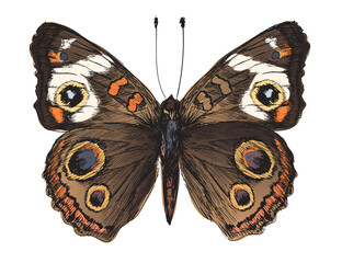 Illustration drawing style of butterfly - obrazy, fototapety, plakaty