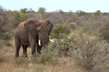 Obraz premium Afrikanischer Elefant / African elephant / Loxodonta africana