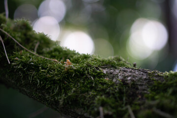 moss on tree