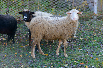 Fototapeta premium White and black sheep stand at the fence on the grass