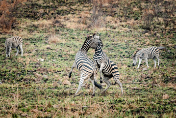 Tow young Zebras playing and fighting with each other
