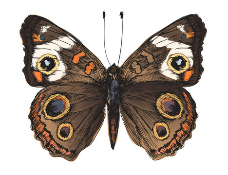 Fototapeta Illustration drawing style of butterfly