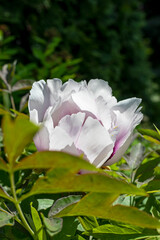 blossoming pink flower in the park on a dark background, vertical.