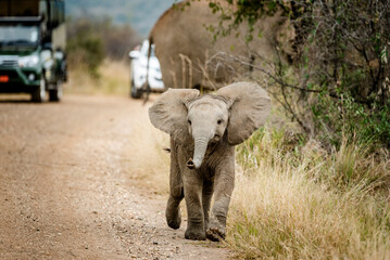 Elephant in the Pilansberg nature reserve crossing a road with cars in the background. 