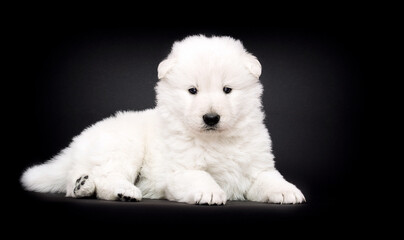 white swiss shepherd puppy on black background