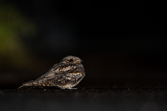 A european nightjar (Caprimulgus europaeus)