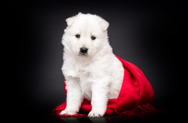Berger Blanc Suisse puppy
