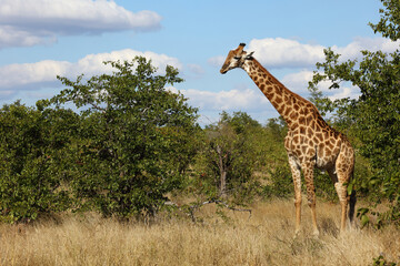 Giraffe / Giraffe / Giraffa camelopardalis