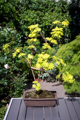 Fototapeta na wymiar A newly planted and wired bonsai Japanese maple tree, Acer shirasawanum 'Aureum', the Golden Full Moon Maple