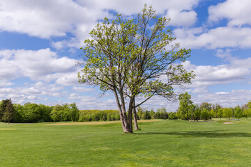 Fototapeta na wymiar Single old trees among big glade in spring park