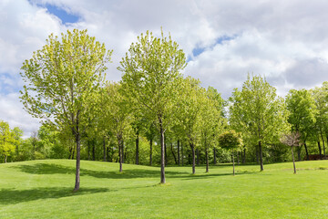 Fototapeta na wymiar Rarely growing trees among big glade in spring park