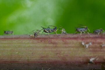 Aphids suck the sap from the petiole of a leaft.Highly zoomed macro shot of an aphid with sting and...
