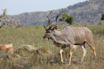 Fototapeta premium Großer Kudu / Greater kudu / Tragelaphus strepsiceros