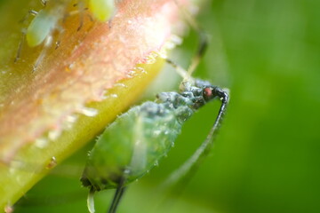 Aphids suck the sap from the petiole of a leaft.Highly zoomed macro shot of an aphid with sting and...