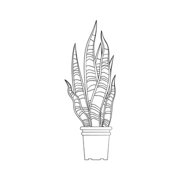 Sansevieria Trifasciata / Snake Plant (white) by heyletsart | Plant sketches,  Plant illustration, Plant drawing