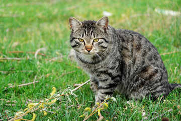 Naklejka premium Sweet cat with yellow eyes with black pattern on the grass