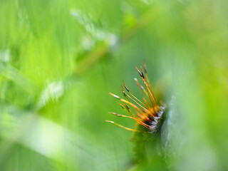 Small world - Mosses