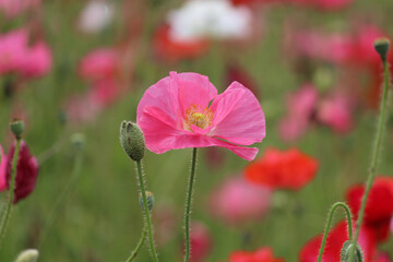 鮮やかなピンクのポピー