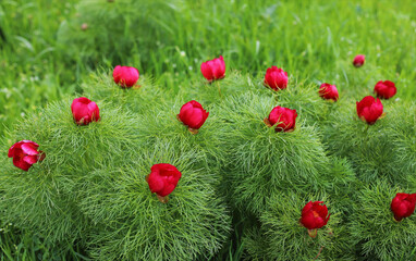 Group of fern leaf peonies blooming in the scenic green field