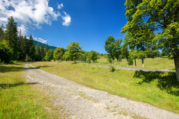 old country road through mountainous countryside. beautiful summer landscape. spruce trees along the way. bright sunny weather. travel backcountry concept