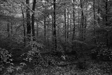 Wald in schwarz und weiß

